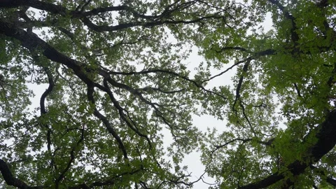 Looking up thru tree branches and green leaves of tree canopy on windless day 4k Stock Footage 218260426