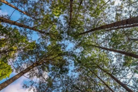 Looking up timber trees in the forest Stock Photos