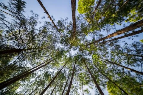 Looking up timber trees in the forest Stock Photos