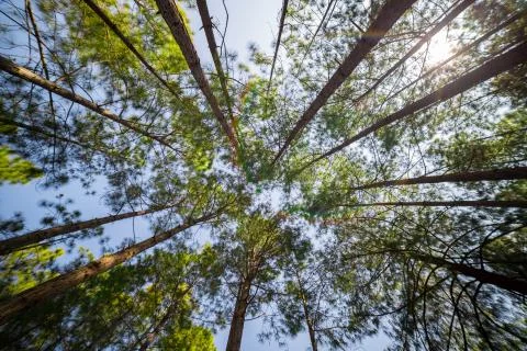Looking up timber trees in the forest Stock Photos