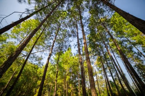 Looking up timber trees in the forest Stock Photos