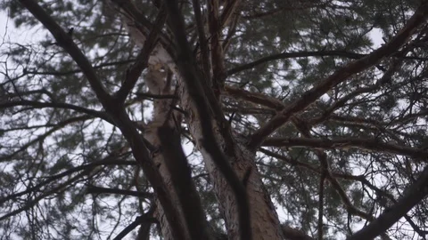 Looking up to the tip of a mature spruce tree Stock Footage 125613831