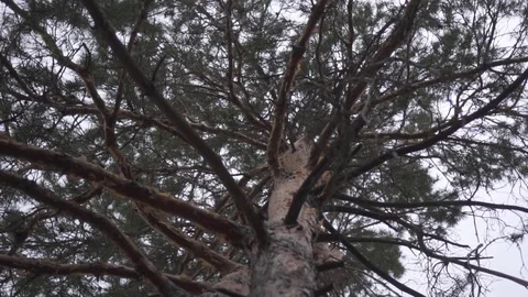 Looking up to the tip of a mature spruce tree Stock Footage 125613856