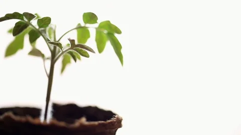 Looking at Tomato Seedling from All Sides Stock Footage 88920471