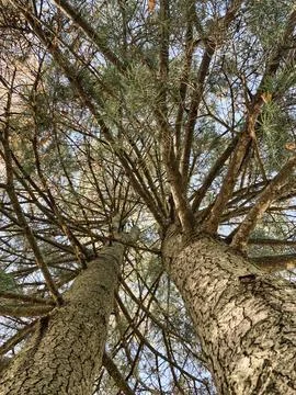 Looking up at the top and trunk of a pine tree Stock Photos