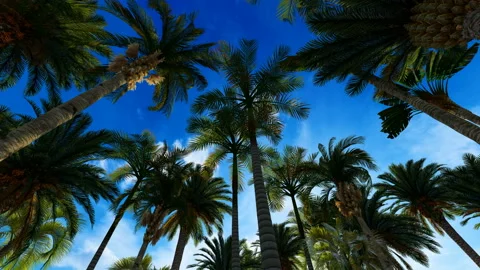 Looking at the top of palm tree with blue sky Stock Footage 151009626