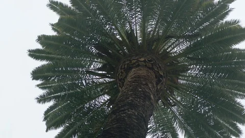 Looking up at the top of a palm tree Stock Footage 106595961