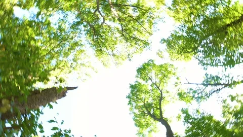 Looking on top of trees and spinning around Stock Footage 101130675