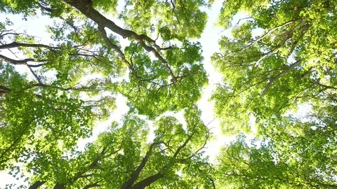 Looking on top of trees Stock Footage 101131135