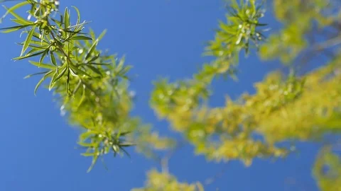 Looking up at the top of the willow tree. Under the blue sky Stock Footage 74433970