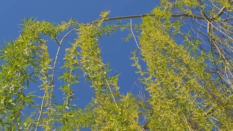 Looking up at the top of the willow tree. Under the blue sky Stock-Footage 74434421