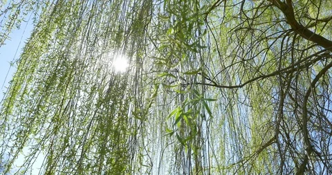 Looking up at the top of the willow tree. Under the blue sky Stock Footage 106812244