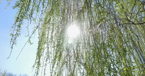 Looking up at the top of the willow tree. Under the blue sky Stock Footage 106812892