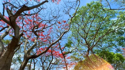 Looking at the tops of tree branches, flowering acacias. light leak. Stock Footage 122126019