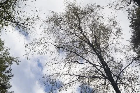 Looking up toptrees the sky and trees. Foto stock