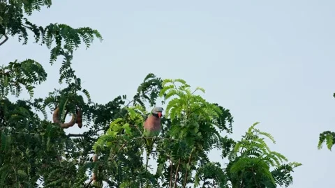 Looking towards the camera while it zooms out, Red-breasted Parakeet 库存影片 257895768