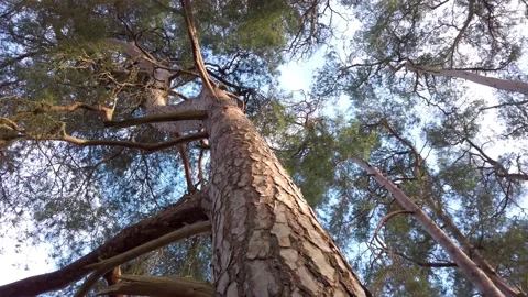 Looking towards forest canopy from base of tree Stock Footage 146244206