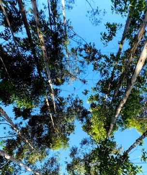 Looking up towards a leafy canopy Stock Photos