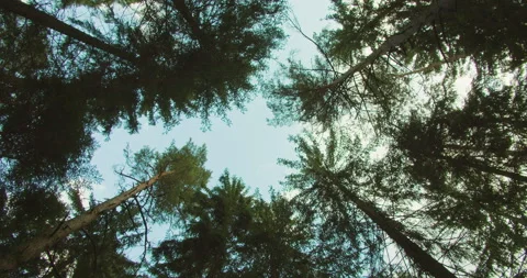 Looking up towards the sky through the canopy of a summer forest in Germany Stock Footage 269791266