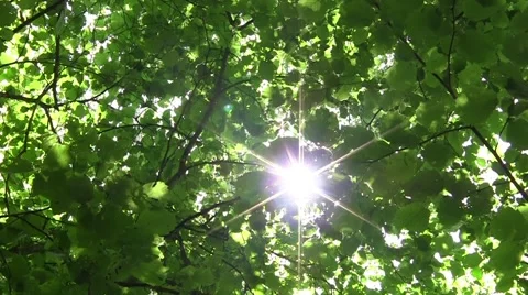 Looking towards the sun that shines through the  leaves of deciduous forest 60 Stock Footage 58146219