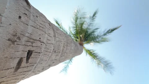 Looking Up at a Towering Coconut Palm Tree on Chaweng Beach, Koh Samui, Thailand Stock Footage 340563546