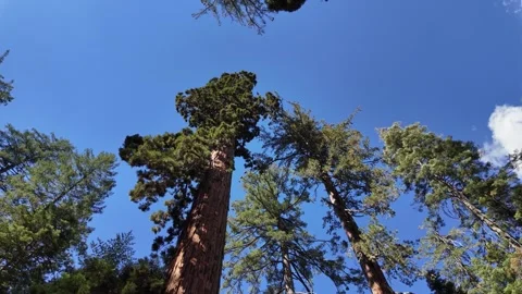 Looking up at towering giant sequoia trees reaching toward a clear blue sky. 스톡 동영상 347837409