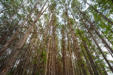 Looking up at towering pine tree canopy Stock Photos