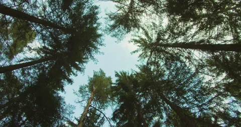 Looking up at towering pines. Sky peeks through a dense canopy of tall Stock Footage 273420493