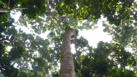 Looking up at a towering tree with a dense canopy of leaves, showcasing the.. Stock Photos