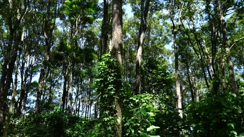 Looking up at the towering trees of the ancient jungle… 🌲🌿 스톡 동영상 342777393