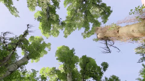 Looking up at towering trees and sky Video stock 276408697