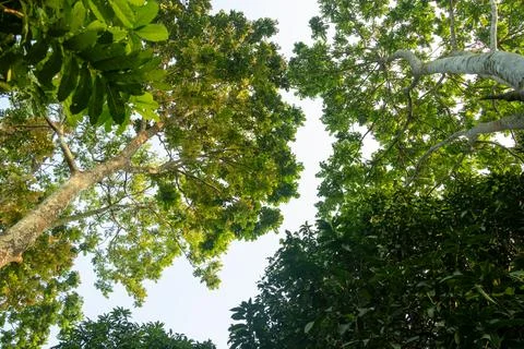 Looking up at a towering tropical tree with smooth pale green 库存照片