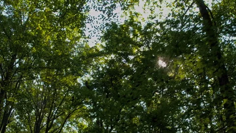 Looking Up Tracking Shot Through The Trees with Sun Glimmering 動画素材 247777441