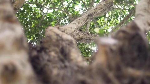 Looking up tree bark with dry roots and spiderwebs Stock Footage 82246216