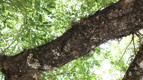 Looking up at a tree branch in a green forest. Stock Footage 276838738