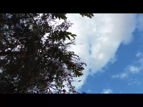 Looking Up at Tree Branches Against Blue Sky, Aerial Drone Shot Stock Footage 341830437