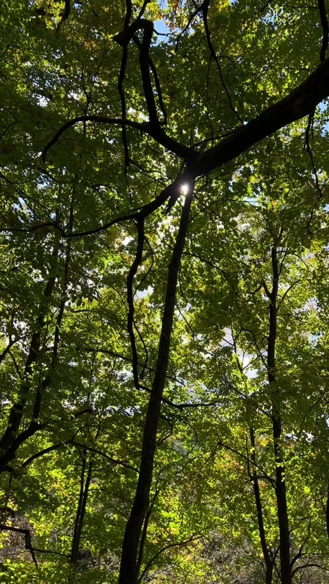 Looking up at tree branches with green and yellow leaves. Vertical video Stock Footage 218081580