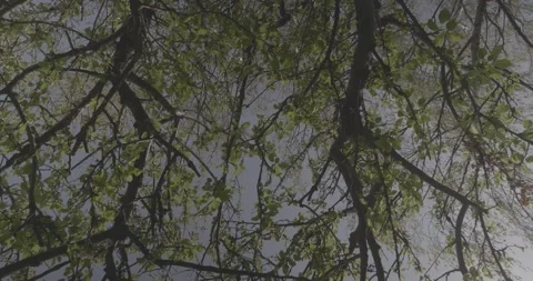 Looking up at tree branches, green leaves, wind, 4k, VLOG, 24fps Stock Footage 277231359