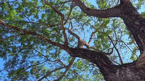 Looking up at tree branches with green leaves under a bright blue sky. Stock Footage 309922012