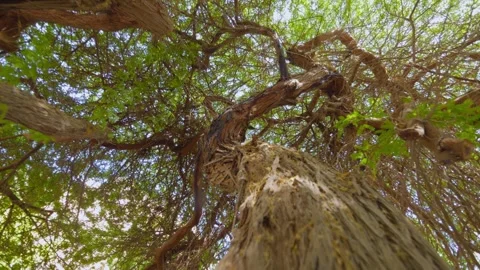 Looking up at tree branches with leaves swaying gently in the breeze, set a.. Stock Footage 286011351