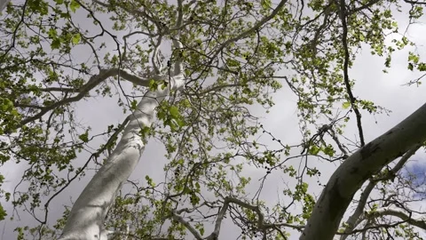 Looking up at tree branches, slow motion Stock Footage 234232131