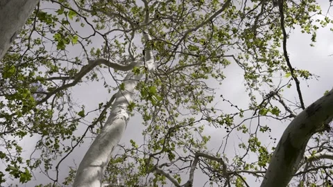 Looking up at tree branches, slow motion Stock Footage 234237777