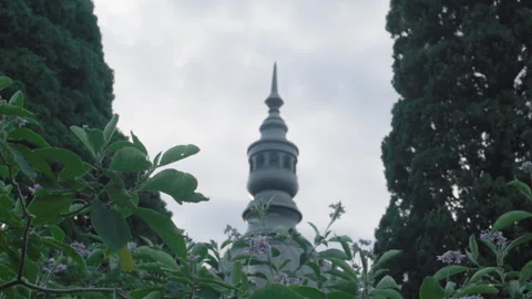 Looking Up at Tree Branches Swaying Against Bright Sky - Low Angle View Stock Footage 326698585