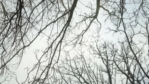 Looking up at tree branches with white sky in background Video stock 169049056