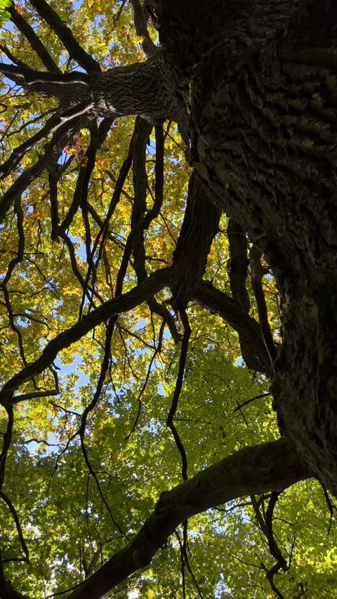 Looking up at tree branches with yellow leaves. Vertical video Stock Footage 217684308