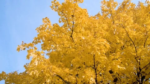 Looking Up Into Tree With Bright Yellow Fall Leaves Stock Footage 117692929