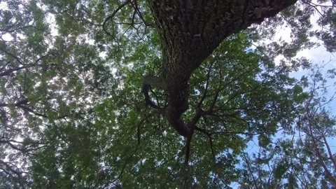 Looking Up at a Tree Canopy above the cloudy blue sky. Stock Footage 303208625