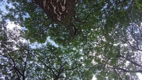 Looking Up at a Tree Canopy above the cloudy blue sky. Video stock 303208628