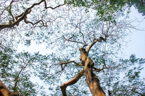 Looking Up at Tree Canopy Against a Clear Blue Sky Stock Photos