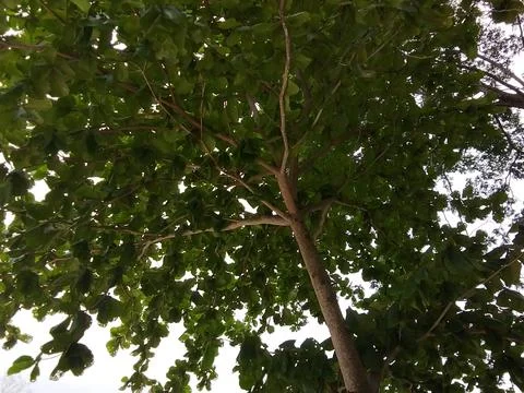Looking up at tree canopy and branches with looking up branches Stock Photos